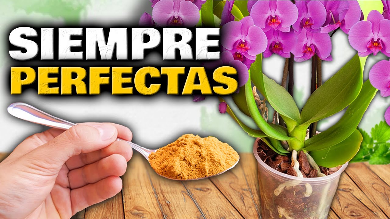como cuidar una orquidea dentro de la casa