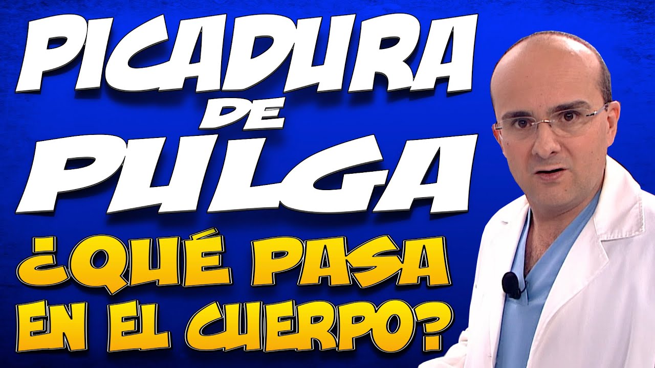 como son las picaduras de pulgas en personas