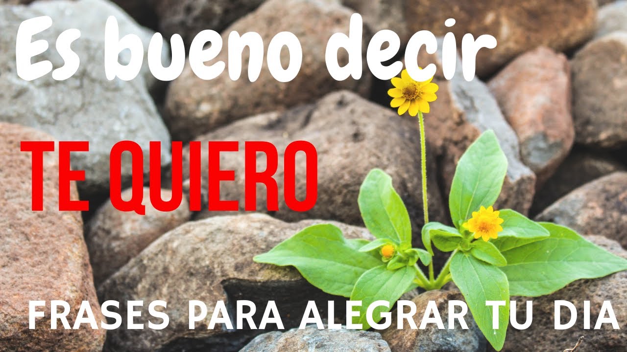 frases de la vida y el amor cortas