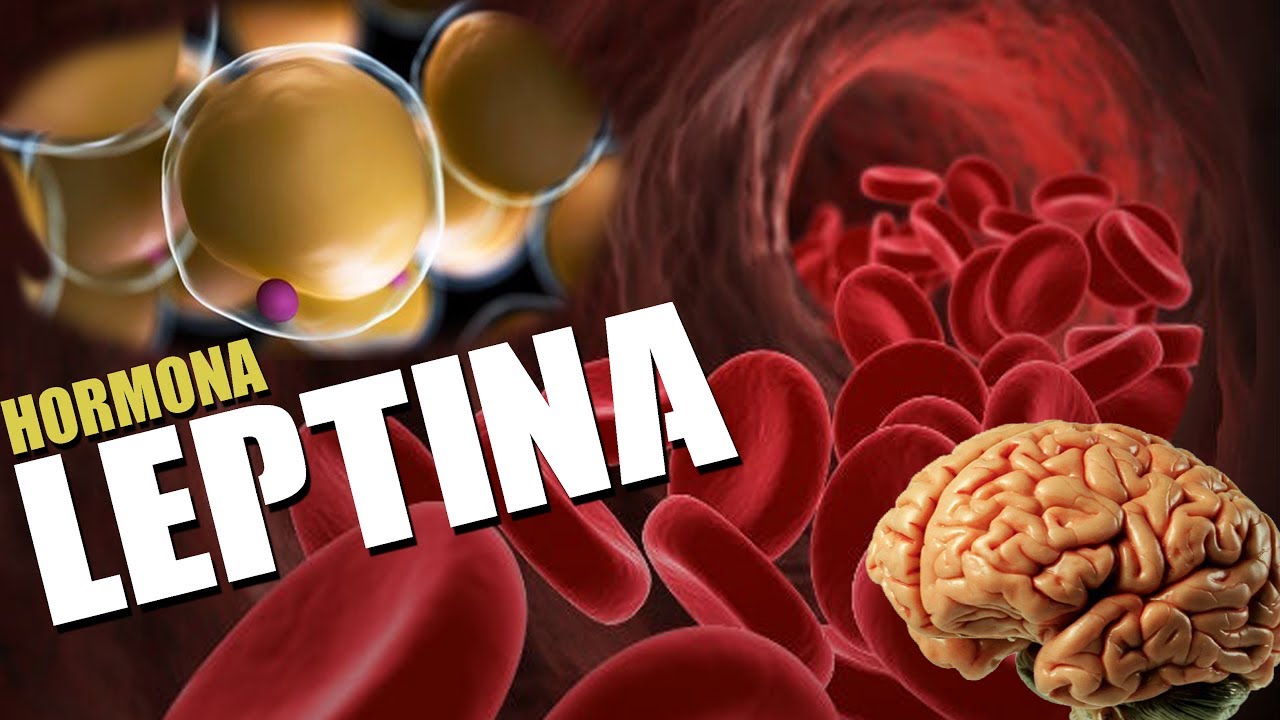 alimentos que activan la leptina en las mujeres