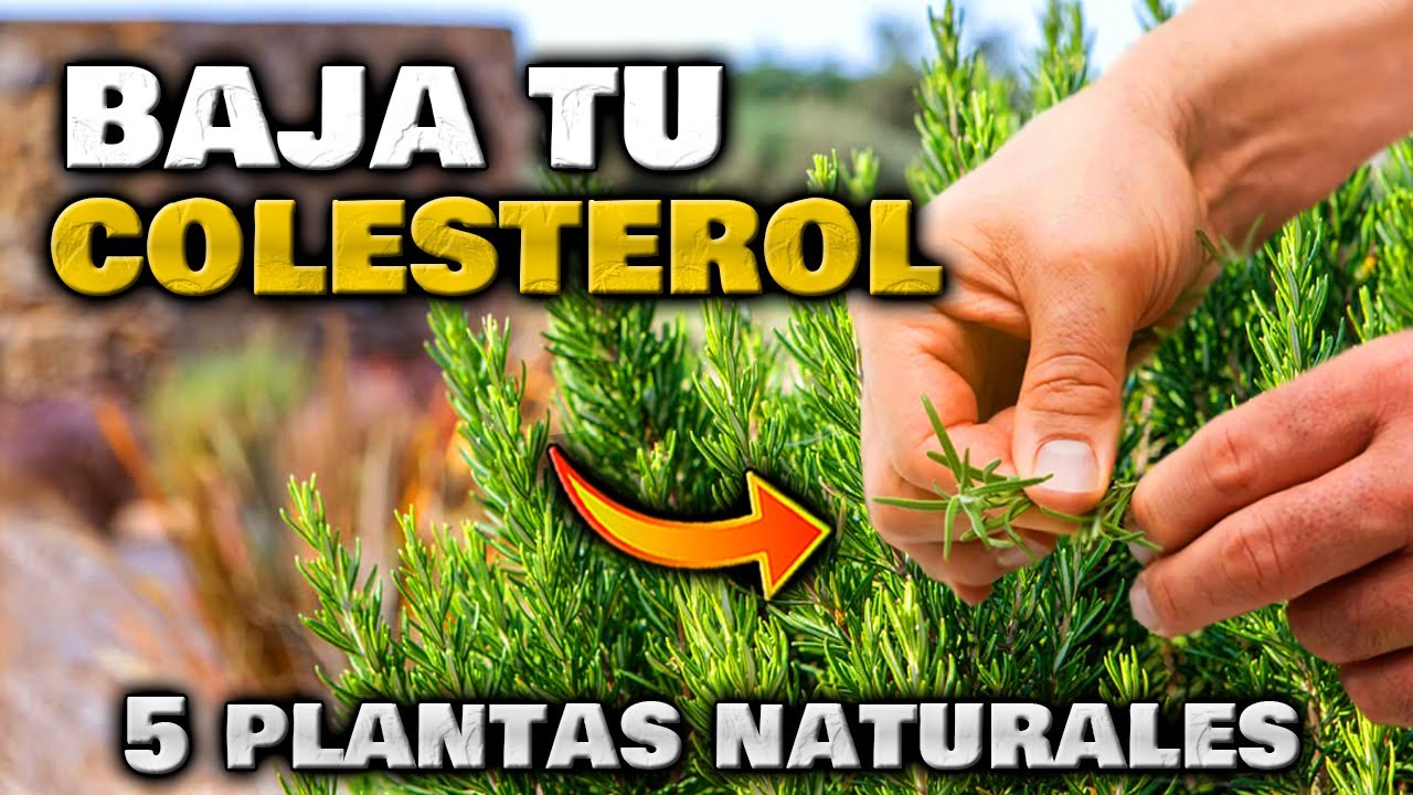 que planta es buena para bajar el colesterol